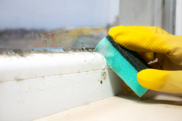  Corona, CA Mold Inspection, Removal & Remediation Pros